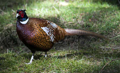 Study of an adult male pheasant