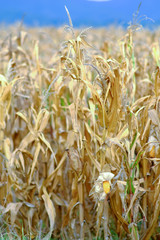 Corn field taken at mid winter on Tuscany area, Italy. Vertical shot