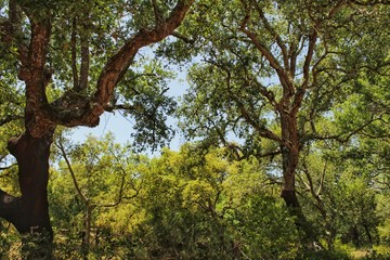 Obraz premium Cork oak forest in Arrabida Mountains