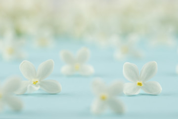 Fototapeta na wymiar White Lilac Flowers on Blue Background