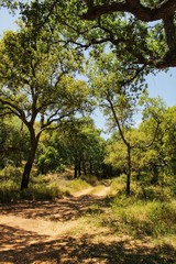 Fototapeta premium Cork oak forest in Arrabida Mountains