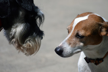 Dogs meeting close up - 206460371