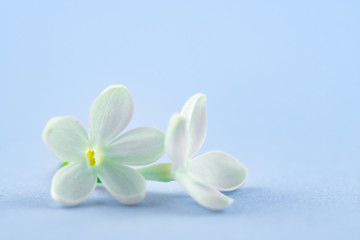 Fototapeta na wymiar Lilac Flowers on Blue background