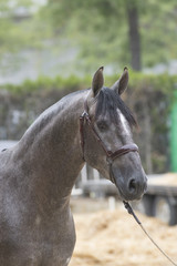 Obraz premium joven caballo español