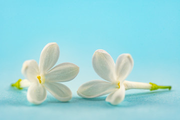 Lilac Flowers on Blue Background