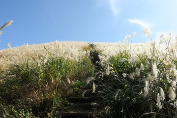 Fototapeta premium 岩湧山