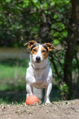 Jack Russell Terrier sitting in the grass with his tongue hanging out.