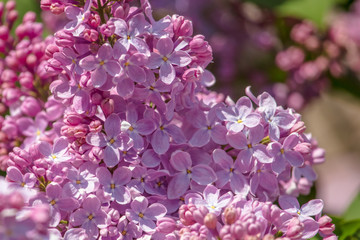 Lilac flowers on a tree in the park