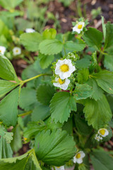 White flowers on a strawberry in nature