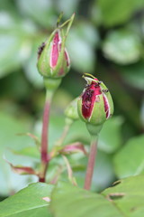 Fototapeta premium Attaque de fourmis sur le rosier