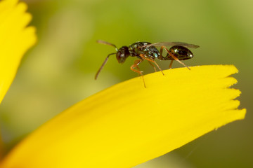 The ant is on a yellow dandelion flower