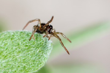 A spider weaves a spider web on green leaves