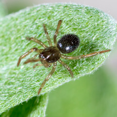 A spider weaves a spider web on green leaves