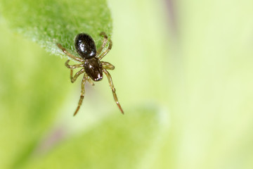 A spider weaves a spider web on green leaves