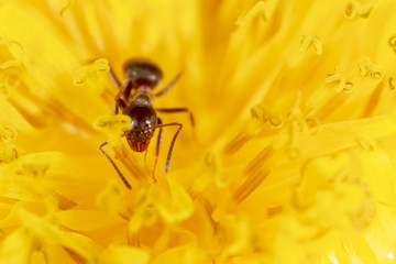 The ant is on a yellow dandelion flower