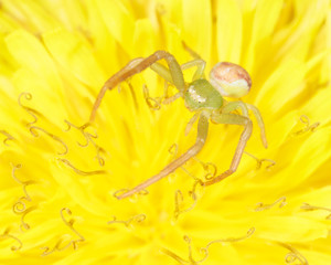 A spider on a yellow dandelion flower