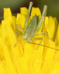 Grasshopper on a yellow dandelion flower
