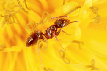 The ant is on a yellow dandelion flower