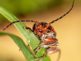Portrait of a beetle in nature