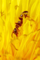 The ant is on a yellow dandelion flower