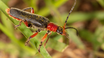 Beetle on a green leaf in nature