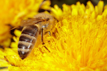 Bee on a yellow dandelion flower