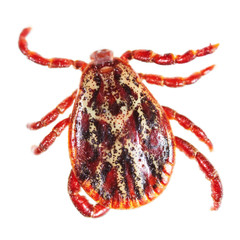Encephalitis tick isolated on white background