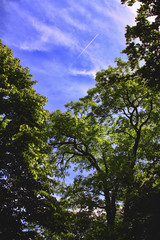 Fototapeta premium Blue sky and trees
