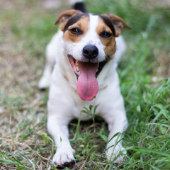 Jack Russell Terrier sitting in the grass with his tongue hanging out.