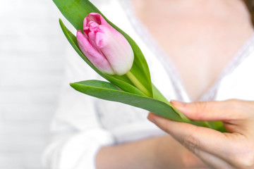 Obraz na płótnie Canvas A female hand holds a gentle pink tulip.