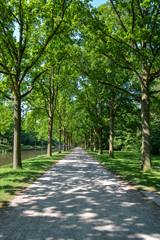 Fototapeta na wymiar A Canopy road with trees to either side in the Karlsaue park in Kassel