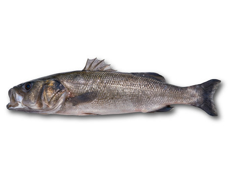 Seabass robalo fish wild big size