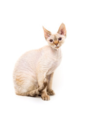 Devon Rex cat