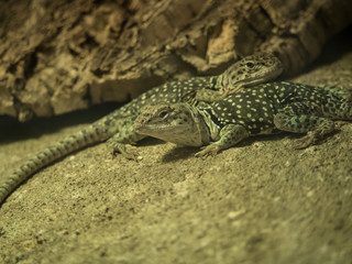 Lézard