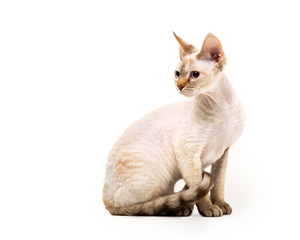 Devon Rex cat