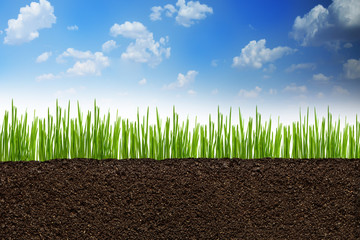 Section or profile of natural soil with green grass under the clear blue sky
