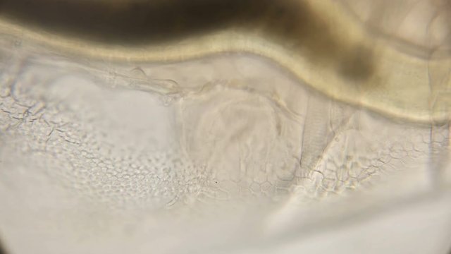 internal organs of a water flea daphnia under a microscope