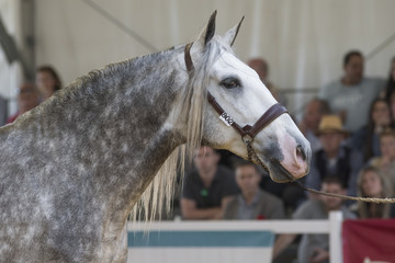 Un caballo español en una competición de morfología