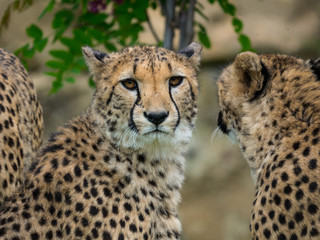 Guépard