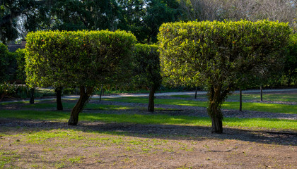 Beautifully trimmed trees.  Fruit on the branches.  Alley of mandarin trees in the park of Florida.