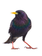 colorful plumage of a European Starling