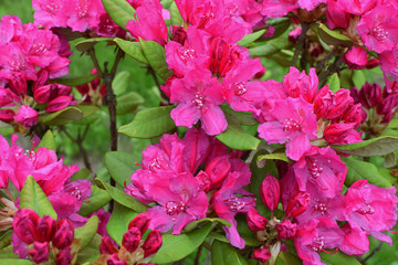 Closeup of pink azalea or rhododendron blooming with flowers and buds as abstract colorful background.