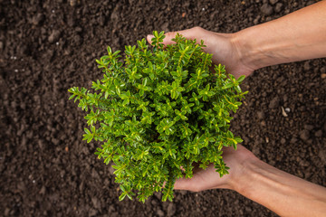 Female hands hold a pot of a young plant, the concept of gardening