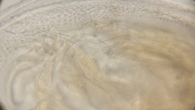 internal organs of a water flea daphnia under a microscope
