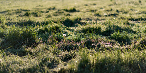 Obraz na płótnie Canvas Faded dandelion in meadow with tall grass during spring.