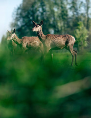 Naklejka na ściany i meble Group of red deer females in meadow behind bushes.