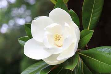 Fototapeta premium White flower of a magnolia