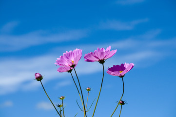 コスモス