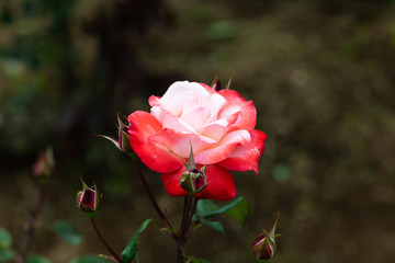 赤と白のばら「丹頂」の花のアップ