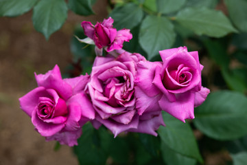 紫色のばら「紫雲」の花のアップ